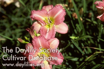 Daylily Margaret Guillory